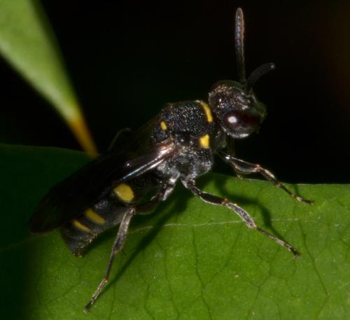 Nysson sp.